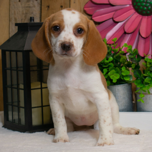 Beagle Puppy Dolly