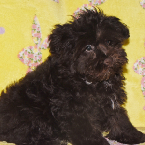 Miniature Schnauzer Puppy Morgan