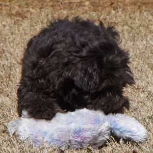 Miniature Schnauzer Puppy Morgan