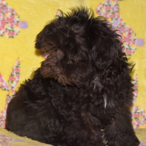 Miniature Schnauzer Puppy Morgan