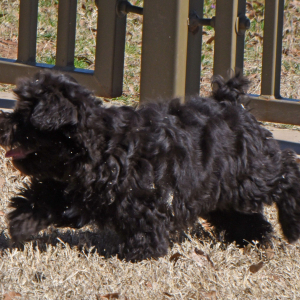Miniature Schnauzer Puppy Morgan