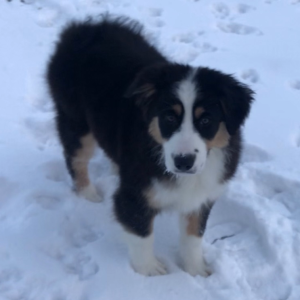 Australian Shepherd Puppy Dally