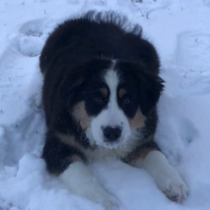 Australian Shepherd Puppy Dally