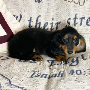 Dachshund Puppy Brody
