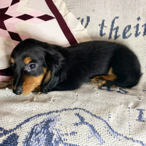 Dachshund Puppy Brody