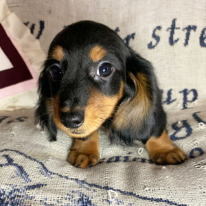 Dachshund Puppy Brody
