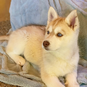 Siberian Husky Puppy Fawn