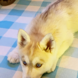 Siberian Husky Puppy Fawn
