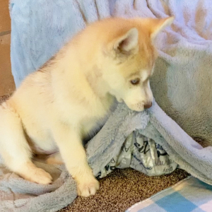 Siberian Husky Puppy Fawn