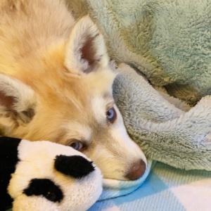 Siberian Husky Puppy Fawn