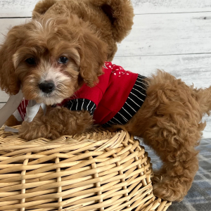 Cavapoo Puppy Jellybean