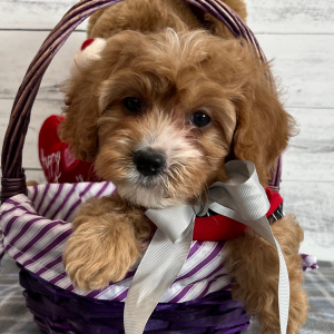 Cavapoo Puppy Jellybean