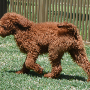 Poodle Puppy Razzy