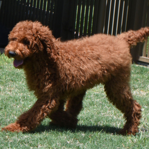 Poodle Puppy Razzy