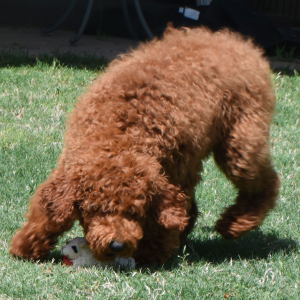 Poodle Puppy Razzy