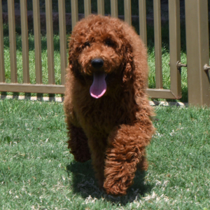 Poodle Puppy Razzy