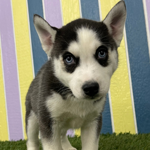 Siberian Husky Puppy Winston