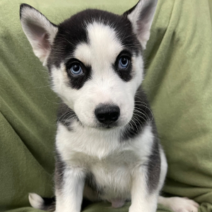 Siberian Husky Puppy Winston
