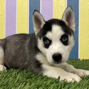 Siberian Husky Puppy Winston