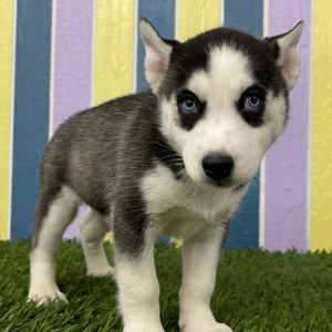 Siberian Husky Puppy Winston