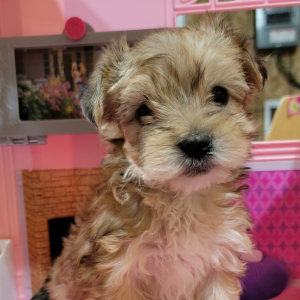 Morkie Puppy Cocoa