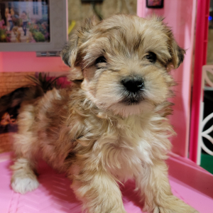Morkie Puppy Cocoa