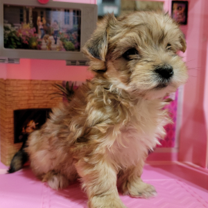 Morkie Puppy Cocoa