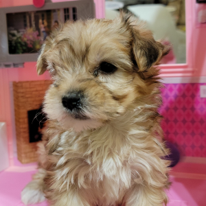 Morkie Puppy Cocoa