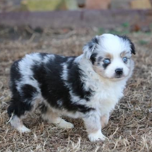 Australian Shepherd Puppy Ollie