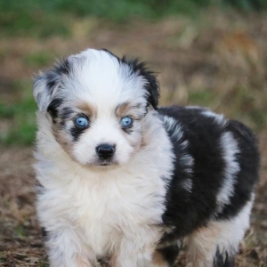 Australian Shepherd Puppy Ollie