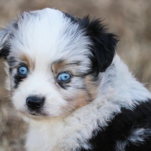 Australian Shepherd Puppy Ollie