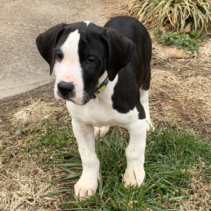 Great Dane Puppy Chloe