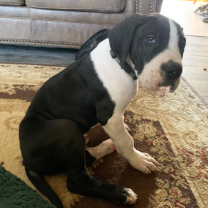 Great Dane Puppy Chloe
