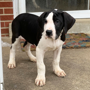 Great Dane Puppy Chloe