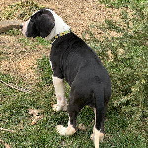 Great Dane Puppy Chloe