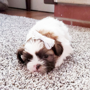 Shih Tzu Puppy Pepper