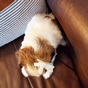 Shih Tzu Puppy Pepper