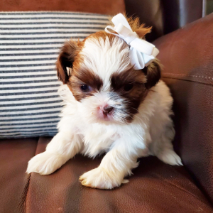 Shih Tzu Puppy Pepper