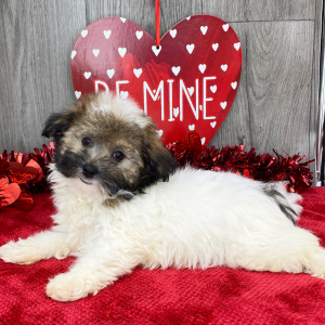 Havanese Puppy Winnie