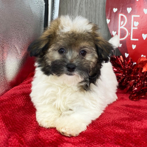 Havanese Puppy Winnie