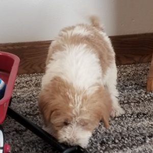 Labradoodle Puppy Gary
