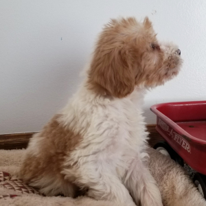 Labradoodle Puppy Gary
