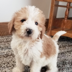 Labradoodle Puppy Gary