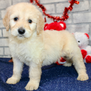 Goldendoodle Puppy Stanley