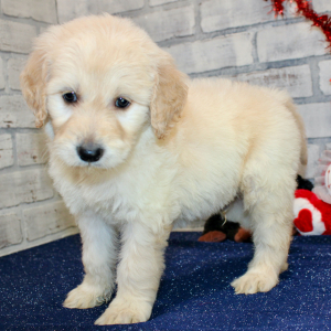 Goldendoodle Puppy Stanley