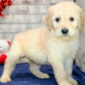 Goldendoodle Puppy Stanley