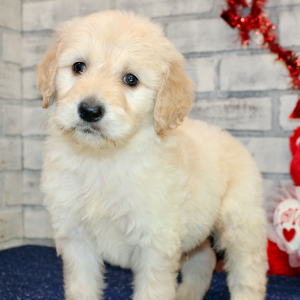 Goldendoodle Puppy Stanley