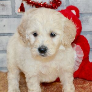 Goldendoodle Puppy Sarah