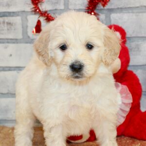 Goldendoodle Puppy Sarah