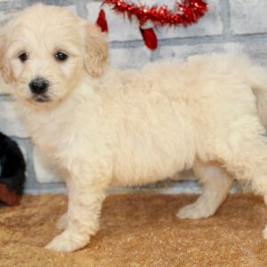 Goldendoodle Puppy Sarah